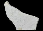 Jurassic Brittle Star (Sinosura) Fossils - Solnhofen Limestone #66390-1